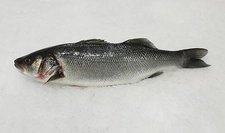 Levrek Balığı Türleri ve Özellikleri Levrek Balığı Türleri ve Özellikleri