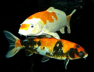 Koi Balığı Türleri ve Özellikleri