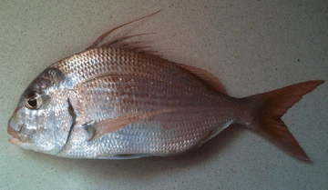 Mercan Balığı Türleri ve Özellikleri Mercan Balığı Türleri ve Özellikleri