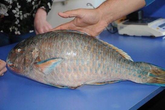 Akdeniz Balıkları Türleri ve Özellikleri