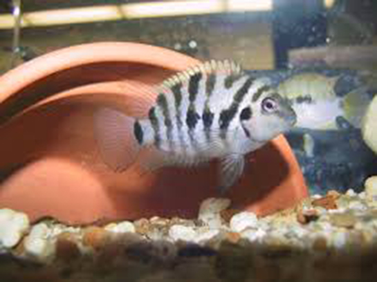 Amerikan Zebra Balığı Türleri ve Özellikleri