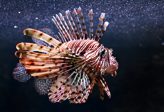 Aslan Balığı Türleri ve Özellikleri