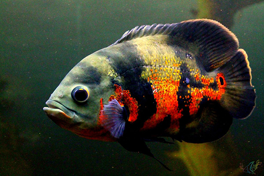 Astronot Balığı Türleri ve Özellikleri