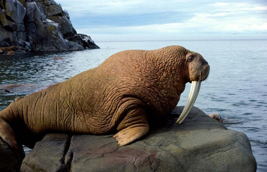 Ayı Balığı Türleri ve Özellikleri