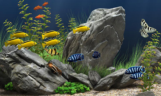 Balık Bakımı Nasıl Yapılır?