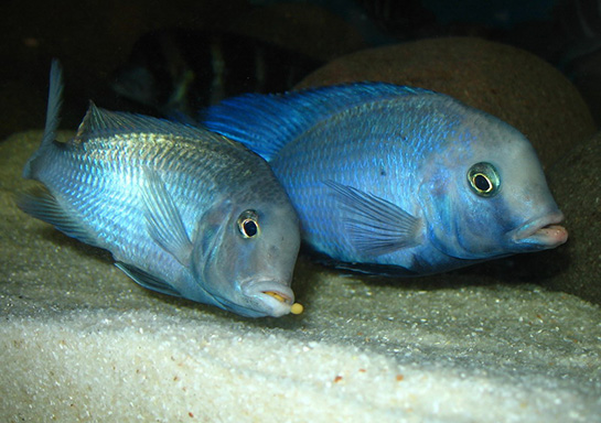 Balık Çiftleşmesi Nasıl Olur?