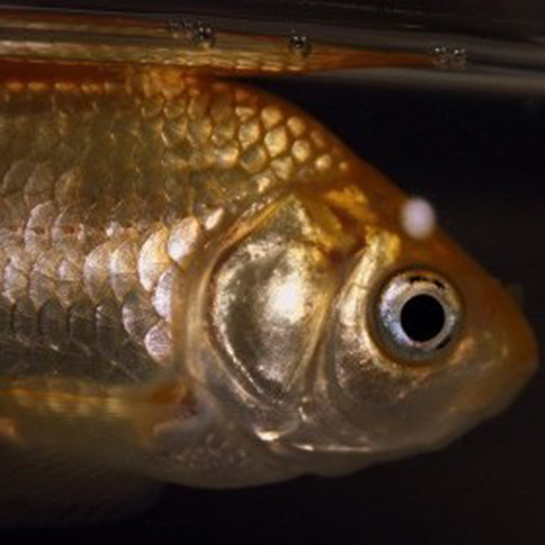 Balık Gözü Özellikleri ve Faydaları Nelerdir?