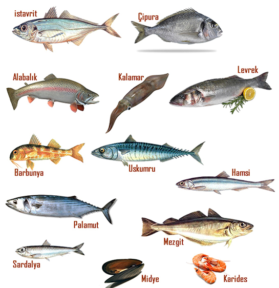 Balık İsimleri