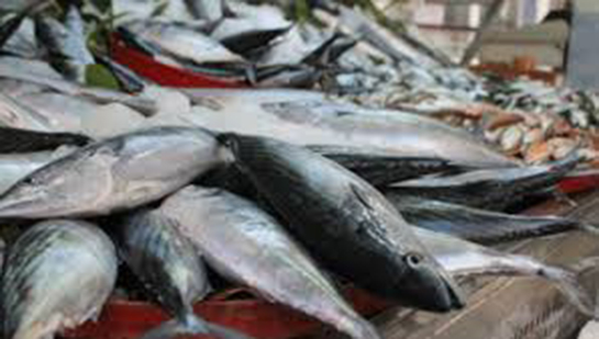 Balık Sezonu Ne zaman Açılıp Kapanır?