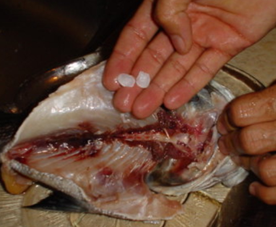 Balık Taşı Kullanımı ve Faydaları Nelerdir?