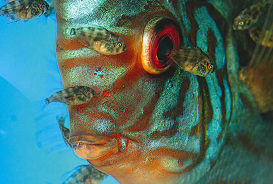 Balıklarda Üreme Nasıl Olur?