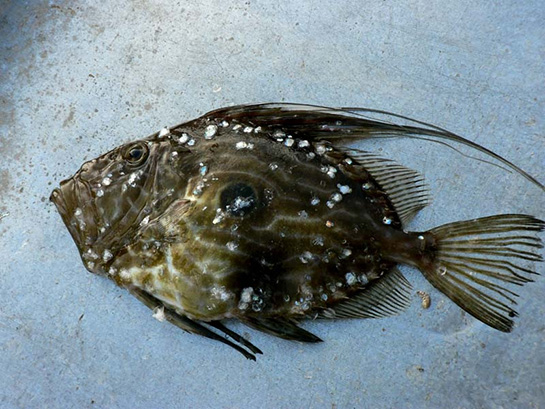 Dülger Balığı Türleri ve Özellikleri