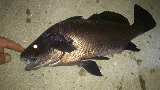 Eşkina Balığı Türleri ve Özellikleri