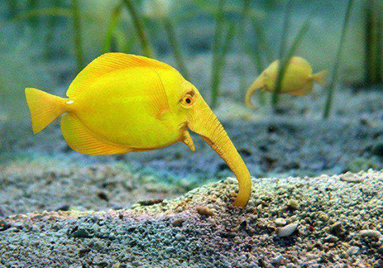 Fil Balığı Türleri ve Özellikleri