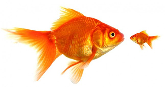 Japon Balığı Türleri ve Özellikleri