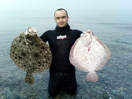 Kalkan Balığı Türleri ve Özellikleri