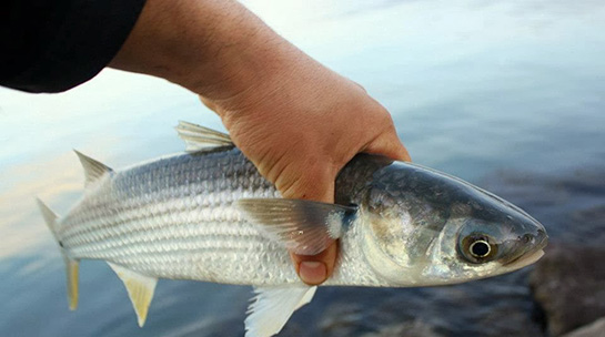 Kefal Balığı Türleri ve Özellikleri