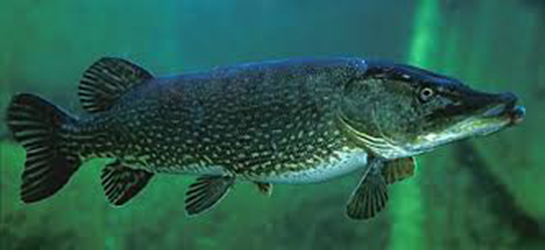 Kemikli Balıklar Türleri ve Özellikleri