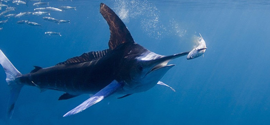 Kılıç Balığı Türleri ve Özellikleri