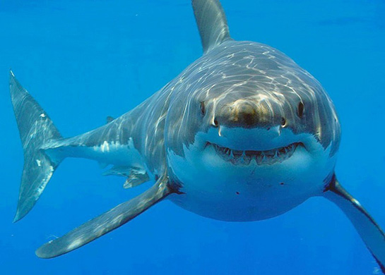 Köpek Balığı Türleri ve Özellikleri