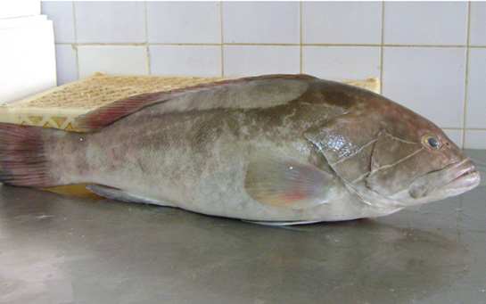 Lagos Balığı