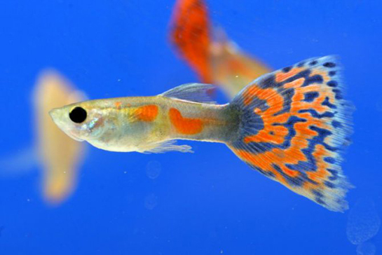 Lepistes Balığı Türleri ve Özellikleri