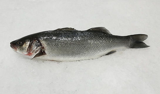 Levrek Balığı Türleri ve Özellikleri