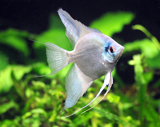 Melek Balığı Türleri ve Özellikleri