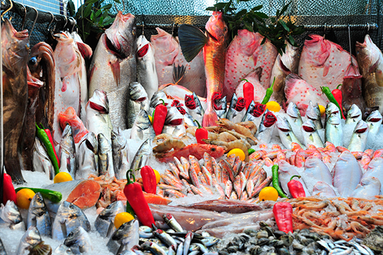 Misina Balık Türleri ve Özellikleri