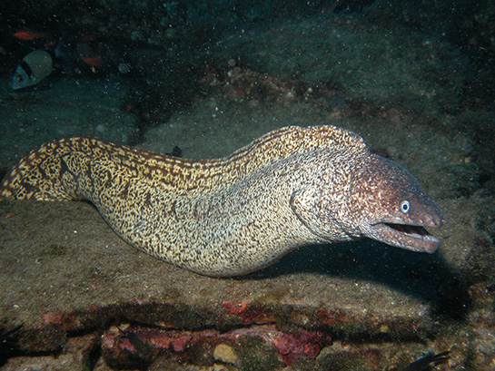 Müren Balığı Türleri ve Özellikleri