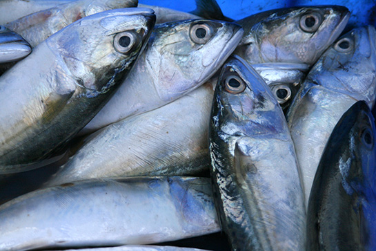 Rüyada Balık Görmek, Rüya Yorumu ve Anlamı - balik.web.tr