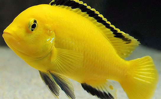 Sarı Prenses Balığı Türleri ve Özellikleri