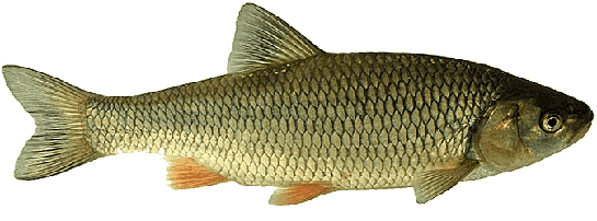 Tatlı Su Balıkları Nelerdir?