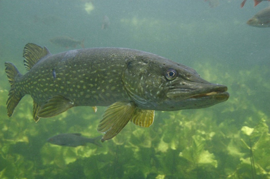 TuRNA Balığı Türleri ve Özellikleri