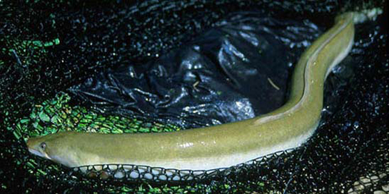 Yılan Balığı Türleri ve Özellikleri