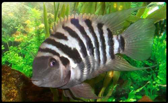 Zebra Ciklet Balığı Türleri ve Özellikleri